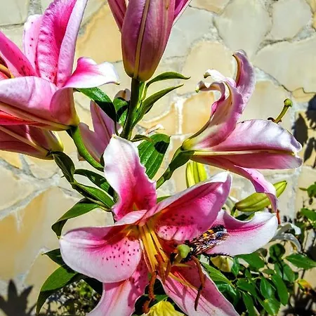 Willa Sportlife Lloret de Mar