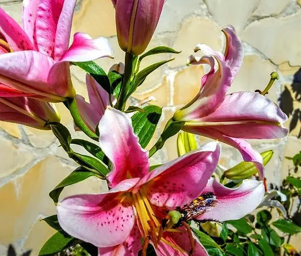 Вилла Sportlife Льорет-де-Мар